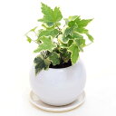 父の日 ギフト アイビー 別名 ヘデラ 空気浄化観葉植物 生花 陶器鉢 プラ鉢皿付 種類はおまかせ