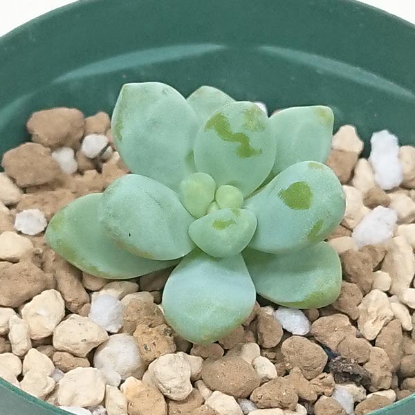 多肉植物 セダム属 天使の雫 てんしのしずくカット極小苗 7.5cmポットで撮影