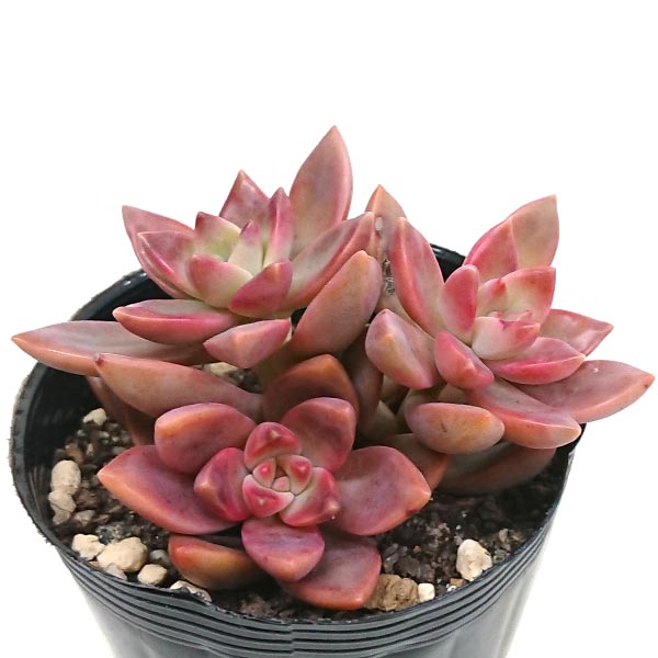 多肉植物 グラプトセダム属 カリフォルニアサンセット カット極小苗 1本