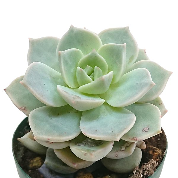 多肉植物 グラプトベリア属 白牡丹 7.5cmポットのサムネイル