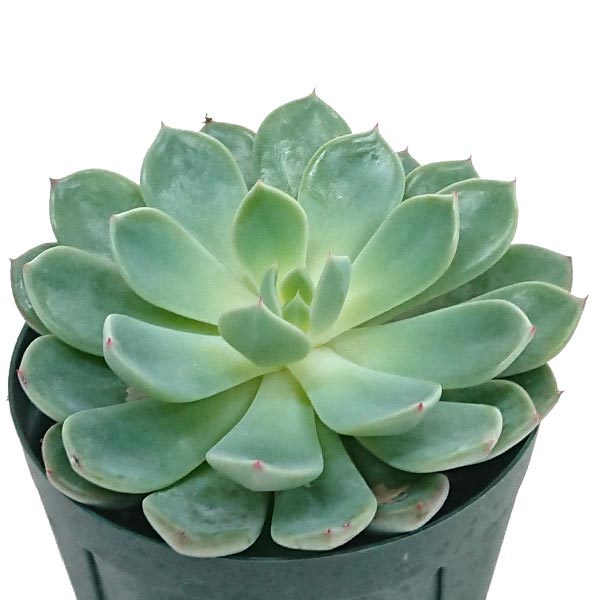 多肉植物 七福美尼 ナナミニック エケベリア属 土付 2.5号（7.5cm）硬質プラポットで発送 shichifukubini1981のサムネイル
