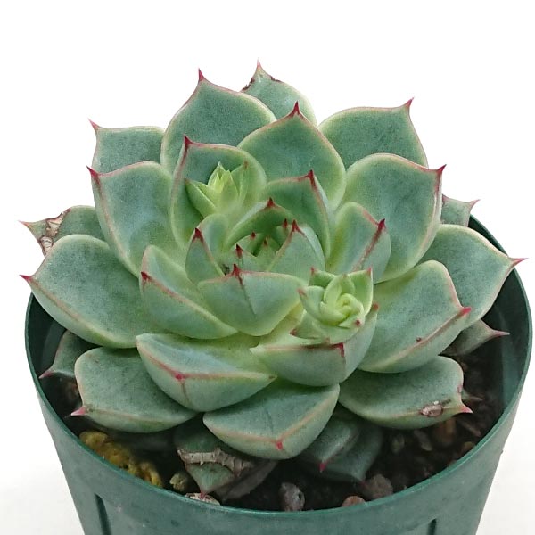 多肉植物 パープリルム グリーンギルバ エケベリア属 土付 2.5号（7.5cm）硬質プラポットで発送 pa-purirumu1996のサムネイル