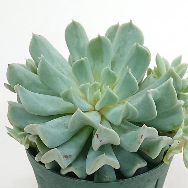 多肉植物 トップスレンダー エケベリア属 土付 2.5号（7.5cm）硬質プラポットで発送 toppusurenda2006のサムネイル