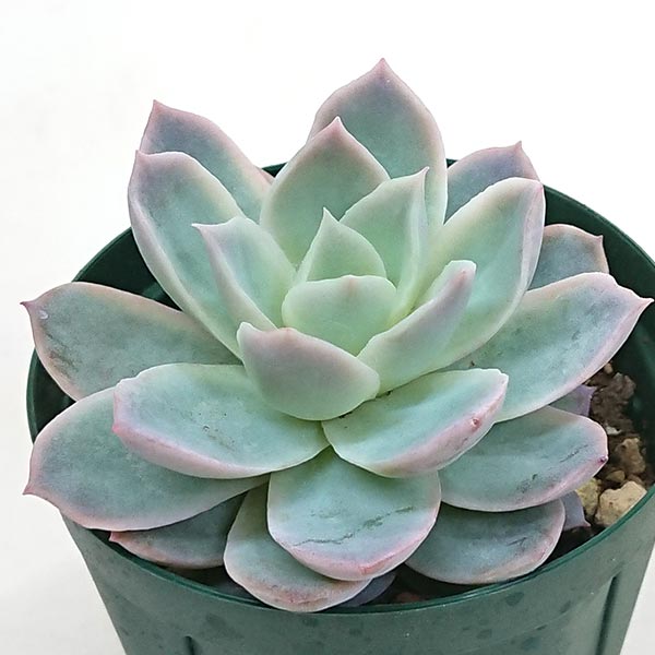 多肉植物 ボイル エケベリア属 土付 2.5号（7.5cm）硬質プラポットで発送 boiru2008のサムネイル