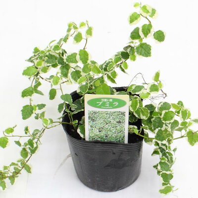 観葉植物 プミラ の育て方 増やし方や枯れる原因と予防策をご紹介 暮らし の 観葉植物 プミラ の育て方 増やし方や枯れる原因と予防策をご紹介 暮らし の