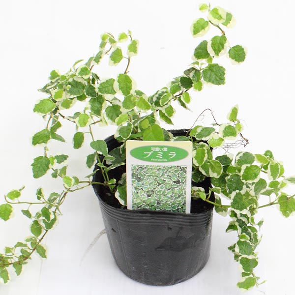 観葉植物 プミラ の育て方 増やし方や枯れる原因と予防策をご紹介 暮らし の