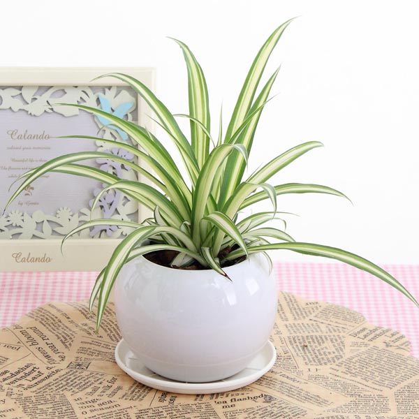 オリヅルラン 植物図鑑