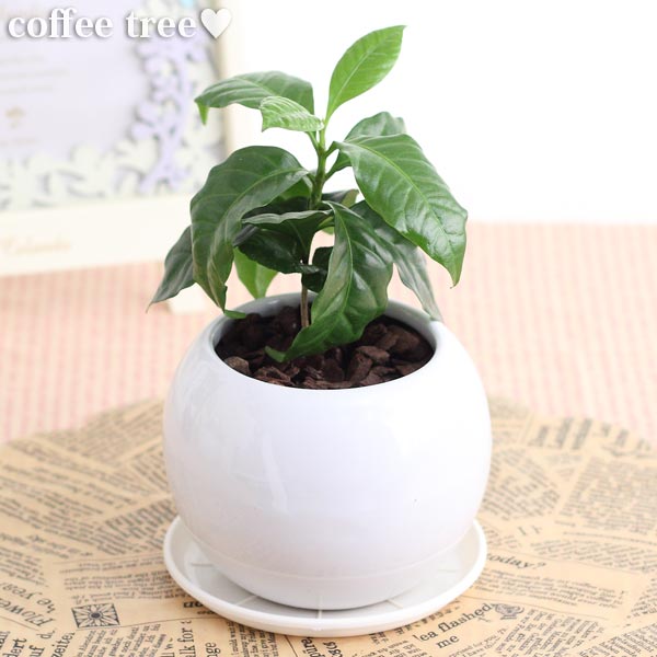 コーヒーの木 コーヒーの木観葉植物(生花)陶器鉢(プラ鉢皿付)高さ25cm〜30cm