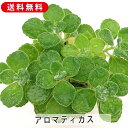 アロマティカス キュウバンオレガノ スープミント ハーブの苗 3号 9cm 多肉植物 増やし方 鉢植え 寄せ植え 忌避植物 インテリア 庭花 ガーデニング 園芸 花鉢 鉢花 フラワー 暮らし おしゃれ オシャレ 可愛い かわいい 誕生日 プレゼント ギフト