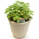 アロマティカス 5号 プラ鉢 キュウバンオレガノ スープミント ハーブ 増やし方 鉢植え 寄せ植え 忌避植物 インテリア 庭花 ガーデニング 園芸 花鉢 鉢花 ...