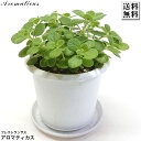 アロマティカス 4号 プラ鉢 鉢皿付 キュウバンオレガノ スープミント ハーブ 増やし方 鉢植え 寄せ植え 忌避植物 インテリア 庭花 ガーデニング 園芸 花鉢...
