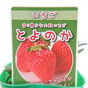 いちご苗 とよのか 3号苗 イチゴの苗3号苗野菜・果実の苗