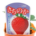 いちご苗 さちのか3号苗野菜・果実の苗