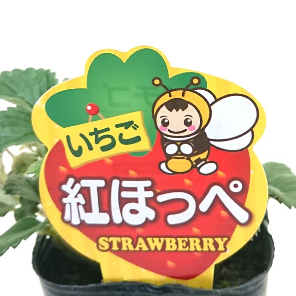 いちご苗 紅ほっぺ 苗 3.5号苗 野菜・果実の苗 benihoppe2074のサムネイル