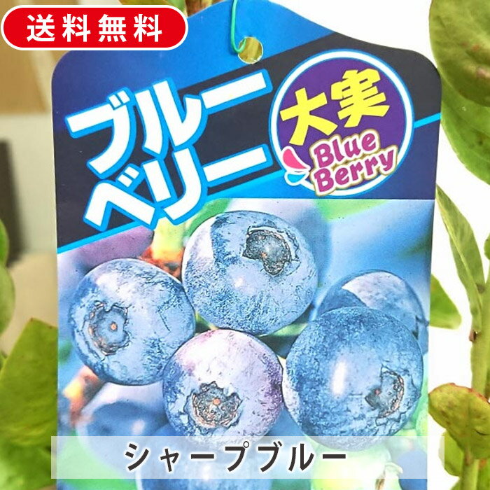楽天市場】ブルーベリー シャープブルー 苗木 果樹 サザンハイ