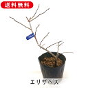 ノーザンハイブッシュ系 エリザベス 寒冷地に適した ブルーベリー 苗木 4.5号 高さ30cm〜40cm ベリー 果樹 果樹苗 苗 ガーデニング 庭木 記念樹 ...
