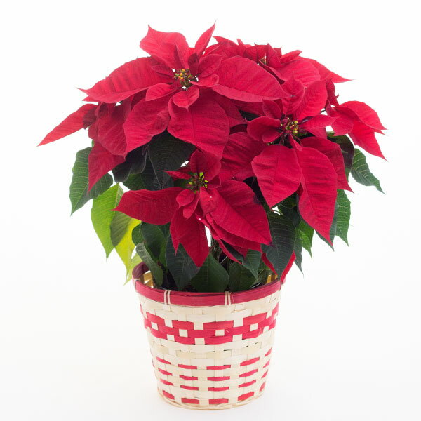 ポインセチア 5号プラ鉢 鉢カバー付 花 花鉢 鉢植え 観葉植物 クリスマス クリスマス飾り インテリア 室内装飾 Xmas 御歳暮 誕生日 御祝 ギフト フラワーギフト プレゼントのサムネイル