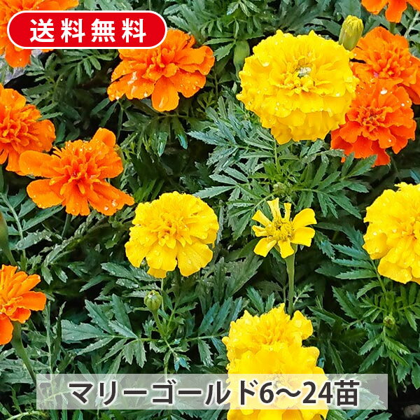 【送料無料】 マリーゴールド 苗 6～24 鉢セット3号 9cm ポット花色おまかせ苗 ※花色は指定できません。のサムネイル