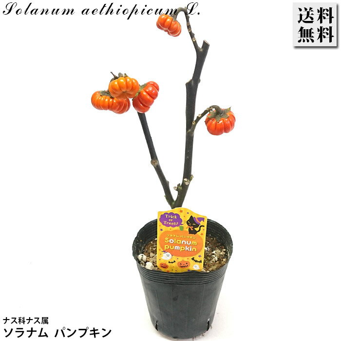 ソラナム パンプキン 3.5号 直径約10.5cm ポット苗 ハロウィン ジャックオーランタン 花苗 鉢植え 寄せ..