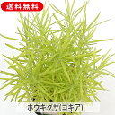 ホウキグサ コキア 苗 3号 9cm ガーデニング 造園 庭木 B級処分品