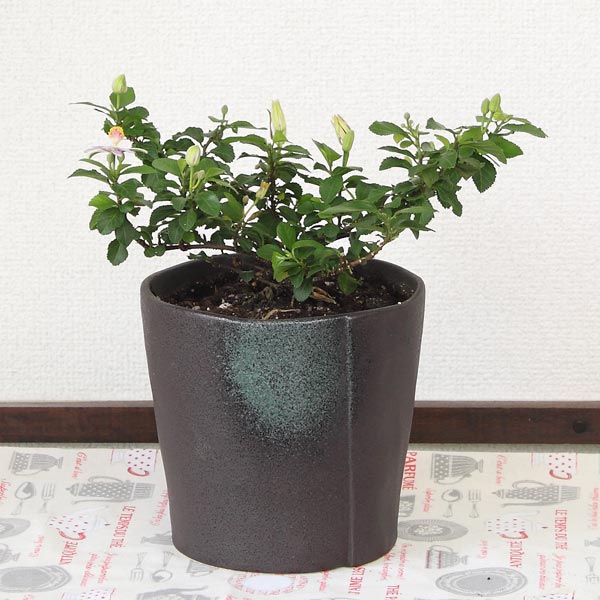 スイレンボク 睡蓮木 陶器鉢(美濃焼き)盆栽 庭木 高さ20cm〜35cm