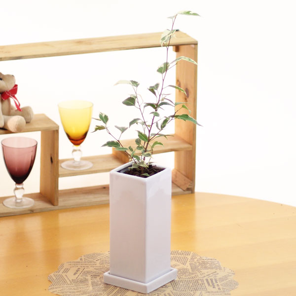 フィカス ベンジャミン 陶器鉢 観葉植物 室内装飾 高さ35cm-50cm