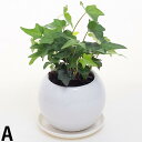 品種おまかせ アイビー ヘデラ 丸陶器鉢 空気浄化観葉植物 生花 鉢植え 観葉植物 インテリア 室内装飾 御歳暮 誕生日 記念日 退職祝い 贈答品 御祝 正月 ...