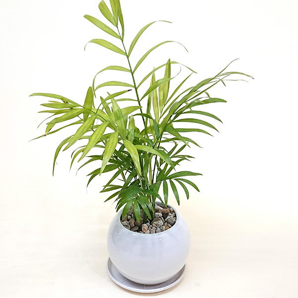 ヤシ 観葉植物(生花)テーブルヤシ陶器鉢(プラ皿付)高さ25cm〜35cm