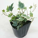 アイビー ヘデラ 小苗 3号 9cm ポット ガーデニング つる性植物 種類おまかせ 訳あり 半端処分品