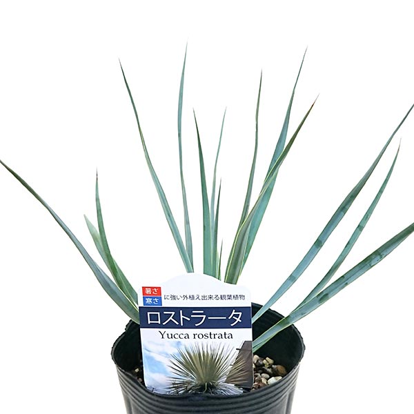 楽天市場】ユッカ ロストラータ(サイズ(植木鉢)4 ~ 6号)の通販 楽天市場】ユッカ ロストラータ(サイズ(植木鉢)4 ~ 6号)の通販