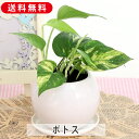 ポトス ゴールデンポトス ライムポトス マーブル 空気浄化観葉植物 生花 陶器鉢 観葉植物 鉢植え 寄せ植え 室内装飾 飾り 雑貨 インテリア 玄関 リビング ...