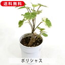 ポリシャス タイワンモミジ 2.5号 プラスチック鉢 縁起物 邪気払い 観葉植物 インテリア 室内装飾 飾り 寄せ植え 鉢植え 土 セット 苗 雑貨 インテリア 玄関 リビング 暮らし おしゃれ オシャレ 可愛いかわいい 誕生日 プレゼント ギフト 癒し お祝い お中元 お歳暮
