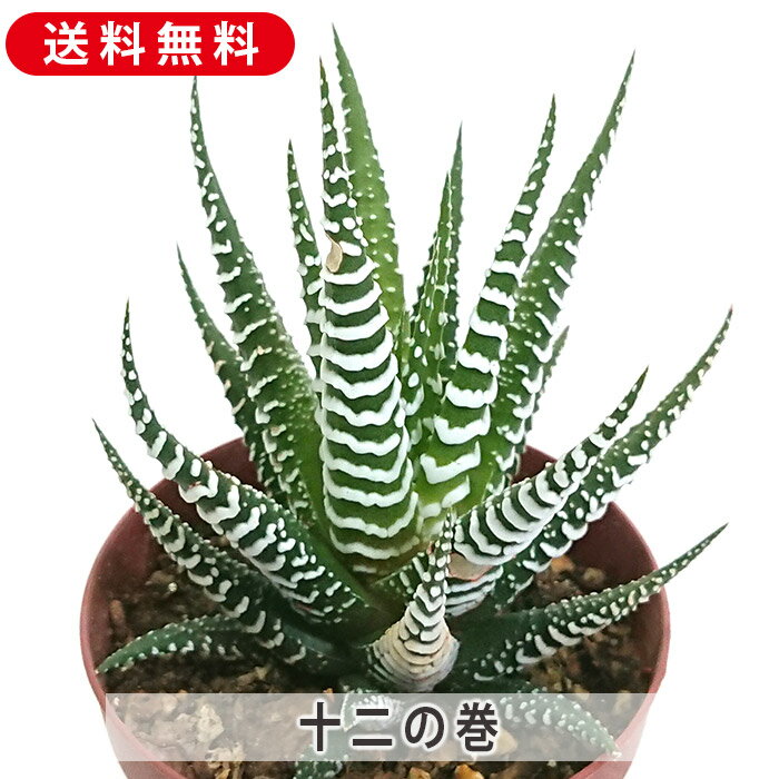 ハオルチア 十二の巻 ジュウニノマキ 2.5号 プラスチック鉢 送料無料 観葉植物 インテリア 室内装飾 飾り 寄せ植え 鉢植え 土 セット 苗 雑貨 玄関 リビング 暮らし おしゃれ オシャレ 可愛いかわいい 誕生日 プレゼント ギフト 癒し お祝い お中元 お歳暮