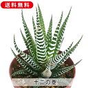 ハオルチア 十二の巻 ジュウニノマキ 2.5号 プラスチック鉢 送料無料 観葉植物 インテリア 室内装飾 飾り 寄せ植え 鉢植え 土 セット 苗 雑貨 玄関 リ...