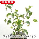 フィカス ベンジャミン シタシオン B級品 3号ポット 観葉植物 苗木 植木 庭木 3号ポット 観葉植物 鉢植え 寄せ植え 室内装飾 飾り 雑貨 インテリア 玄...