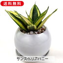 サンスベリア ハニー 陶器鉢 プラ鉢皿付 空気浄化 観葉植物 グリーン 鉢植え 室内装飾 飾り インテリア 玄関 リビング プレゼント ギフト おしゃれ かわい...