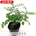 シマトネリコ 3号 小苗 苗木 庭木 植木 常緑 高木 ガーデニング 園芸 記念樹 鉢植え 寄せ植え ギフト プレゼント