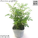 シマトネリコ 3号 小苗 苗木 庭木 植木 常緑 高木 ガーデニング 園芸 記念樹 鉢植え 寄せ植え ギフト プレゼント