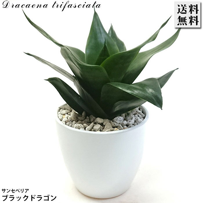 サンスベリアブラックドラゴン陶器鉢...
