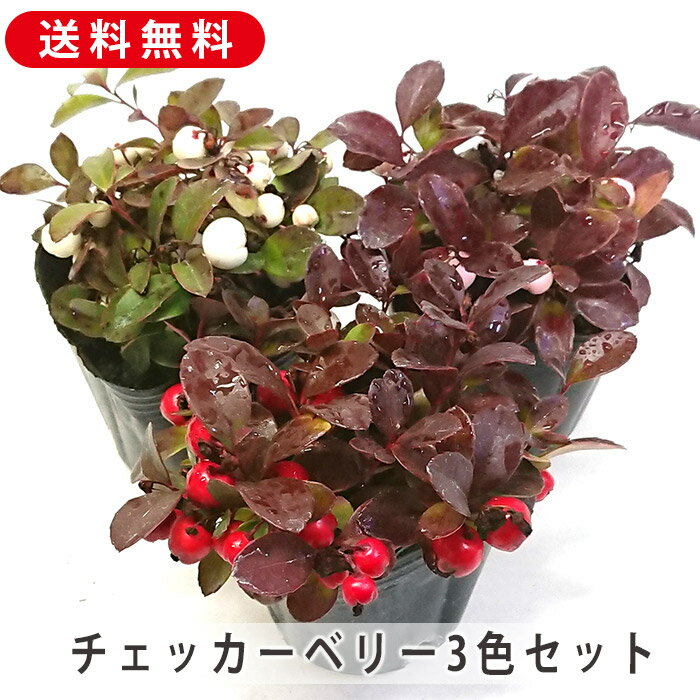 チェッカーベリー 苗 3号 3色セット ゴールテリア チャオベラ 赤 白 ピンク 耐寒性 常緑低木 クリスマ..