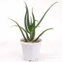 アロエ 5号 食用 医者いらず ともいわれています 室内装飾 観葉植物 プレゼント おしゃれ お祝い 誕生日 お誕生日 ギフト 還暦 古希 喜寿 結婚祝い 開店祝い お中元 御中元 お歳暮 御歳暮