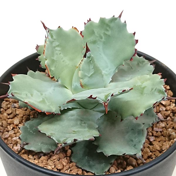 アガベ 兜蟹 カブトガニ 雷帝 イシスメンシスリュウゼツラン科5号 鉢直径15cm プラ鉢のサムネイル