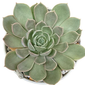 多肉植物 グランデシンザ エケベリア属 カット小苗 多肉 寄せ植え 鉢植え 増やし方 苗 カット苗 送料無料 観葉植物 多肉 葉挿し インテリア 室内装飾 飾り 雑貨 インテリア 玄関 リビング 暮らし おしゃれ オシャレ 可愛い かわいい プレゼント ギフト 癒し