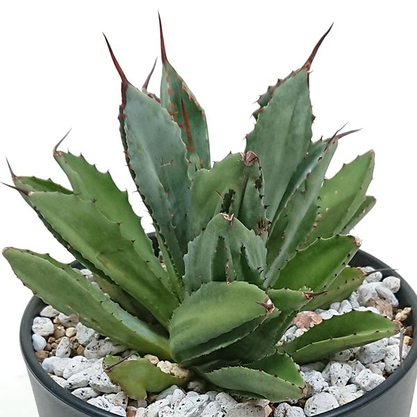 現品発送 アガベ ポタトラム キュービックリュウゼツラン科5号（はち直径15cm）プラ鉢のサムネイル