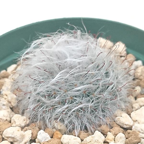 高砂 マミラリア属 2.5号(7..5cm)鉢で撮影サボテン 多肉植物