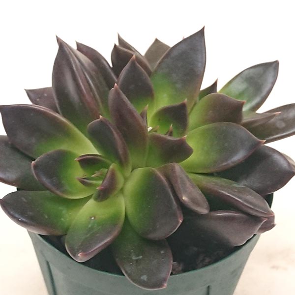 多肉植物 エケベリア属 プレタカット小苗 7.5cmポットで撮影のサムネイル