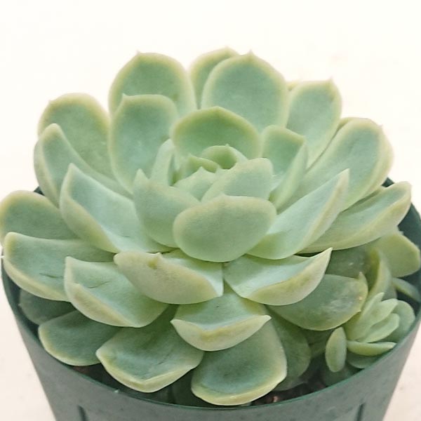 多肉植物 エケベリア属 エレガンス 月影カット小苗 7.5cmポットで撮影のサムネイル