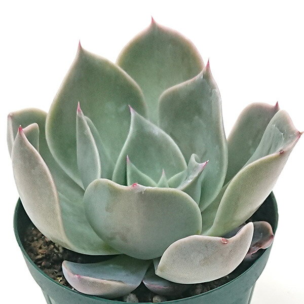 多肉植物 コスタ エケベリア属 カット小苗 多肉 寄せ植え 鉢植え 増やし方 苗 カット苗 送料無料 観葉植物 多肉 葉挿し インテリア 室内装飾 飾り 雑貨 インテリア 玄関 リビング 暮らし おしゃれ オシャレ 可愛い かわいい プレゼント ギフト 癒し