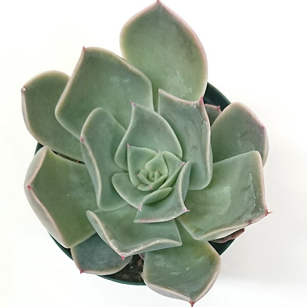 多肉植物 コスタ エケベリア属 カット小苗 多肉 寄せ植え 鉢植え 増やし方 苗 カット苗 送料無料 観葉植物 多肉 葉挿し インテリア 室内装飾 飾り 雑貨 インテリア 玄関 リビング 暮らし おしゃれ オシャレ 可愛い かわいい プレゼント ギフト 癒し