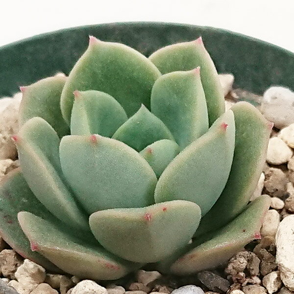【送料無料】ニクサナ 多肉植物 エケベリア属カット小苗 7.5cmポットで撮影のサムネイル